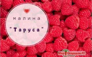 Описание сорта малины Таруса с советами по выращиванию и правильным уходом