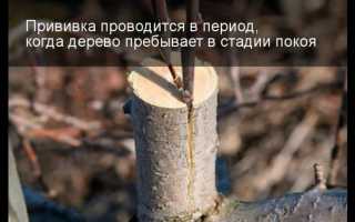 Как привить яблоню: творим, создаем, экспериментируем