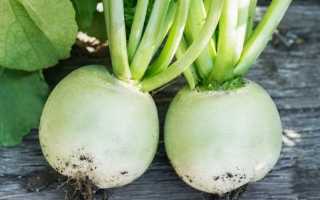 Маргеланская редька любима за нежный вкус и отличную лёжкость