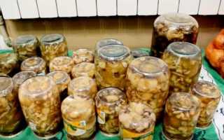 Маринованные грибы на зиму в банках: простые рецепты приготовления