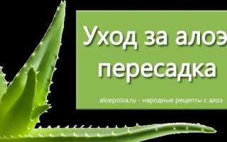 Правила и рекомендации от опытных садоводов: как пересадить алоэ