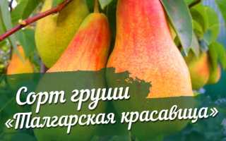 Груша Талгарская красавица – краснощёкая мечта садоводов