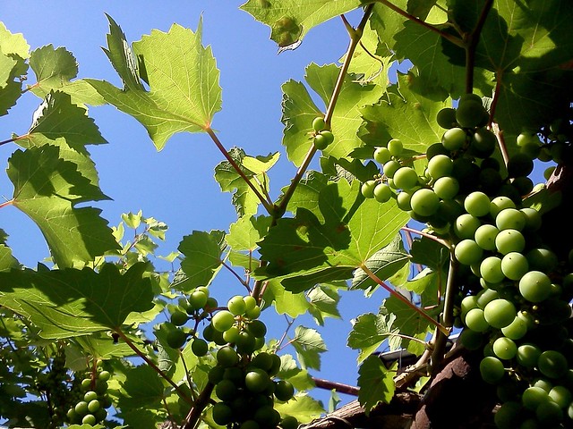 Grapes