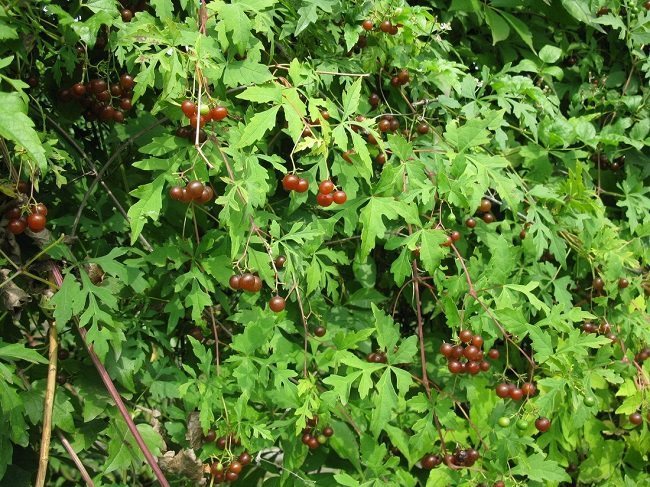 Ампелопсис (виноградовник) аконитолистный
