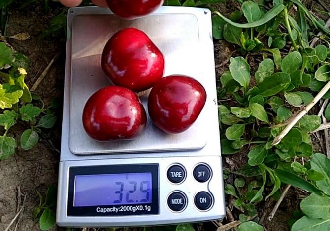 Черешня Крупноплодная