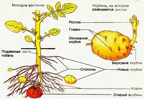 фото клубня и куста картофеля