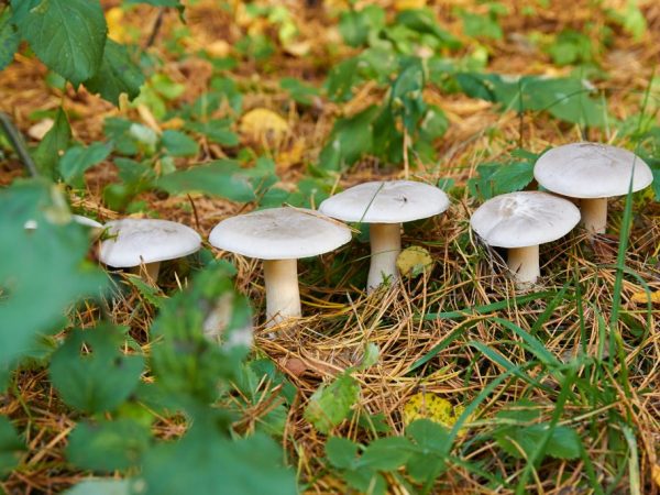 Гриб улучшает пищеварение