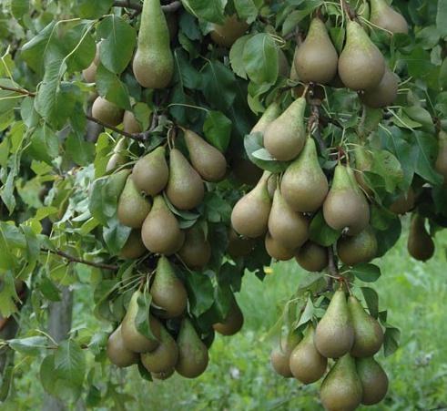 груша конференц калорийность