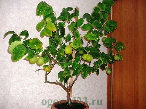 Как вырастить из косточки лимон в домашних условиях