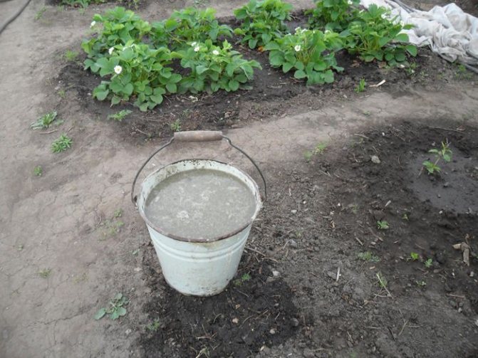 Клубнику поливают между рядами