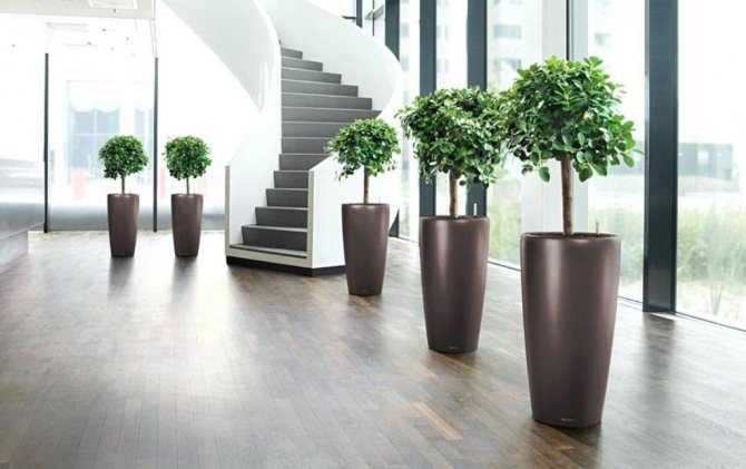lechuza self watering planters instructions lechuza cubico self watering planters lechuza rondo 40 with ficus lechuza self watering planters india 1024x642 - Как вырастить фикус Бенджамина в домашних условиях