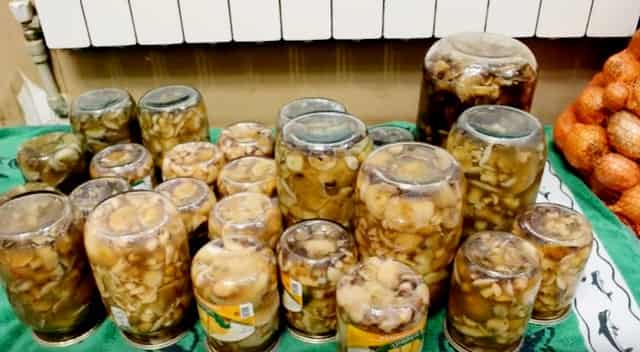 Маринованные грибы на зиму: простые рецепты приготовления
