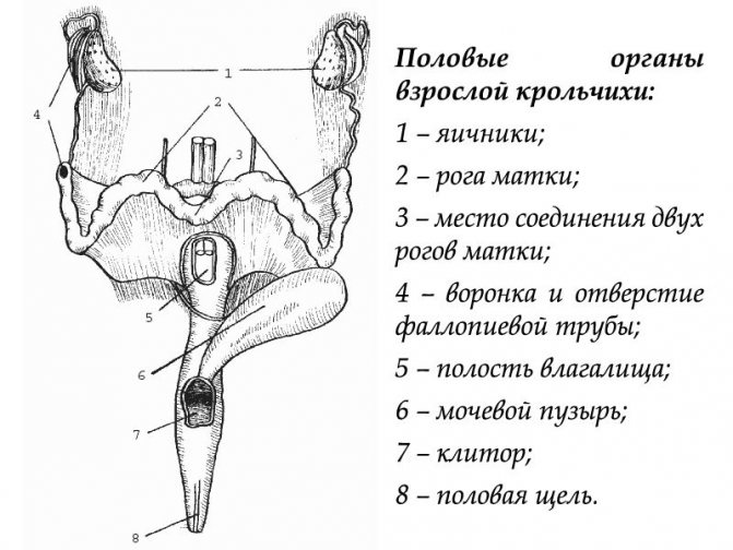 Половые органы взрослой крольчихи