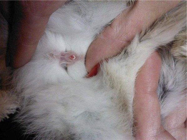 Раздвиньте шкуру на животе кролика двумя пальцами