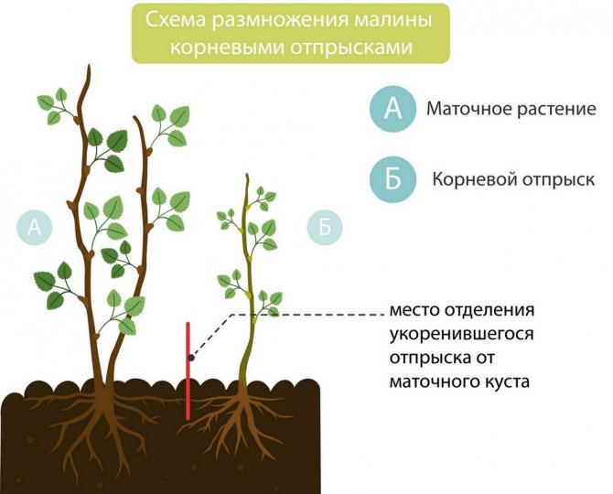 Размножения малины