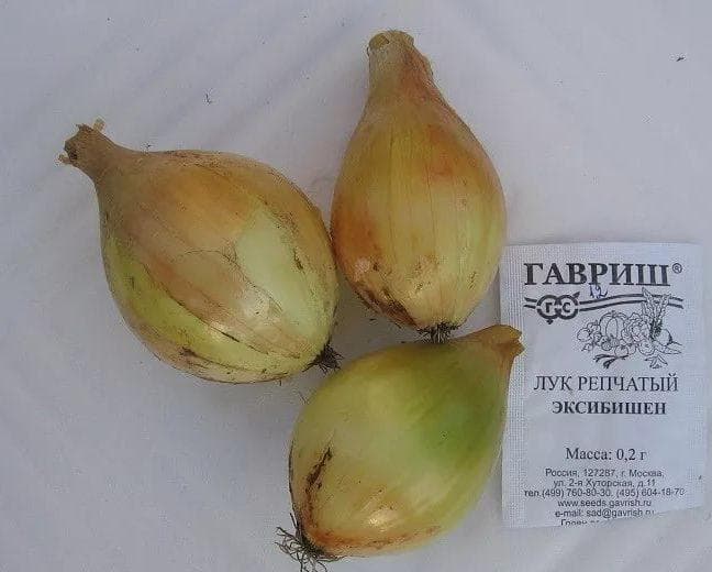 репчатый лук Эксибишен