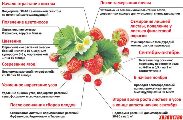 Схема подкормки садовой земляники