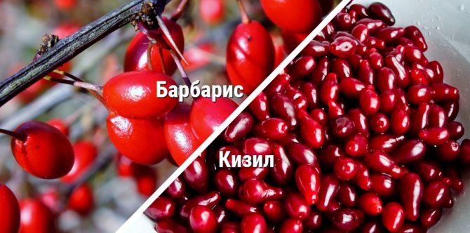 сравнительный коллаж барбариса и кизила