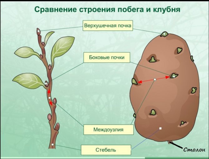 Строение клубня и побега