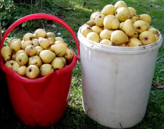 Урожай груши Чижовская