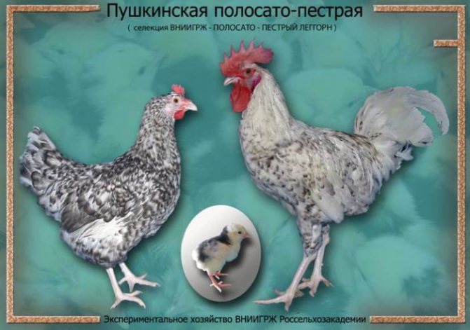 Внешний вид представителей породы