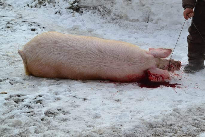 Забой свиньи